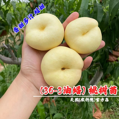 嫁接早熟网红奶油蟠桃树苗36-3油蟠桃苗盆栽白蟠桃树果苗当年结果