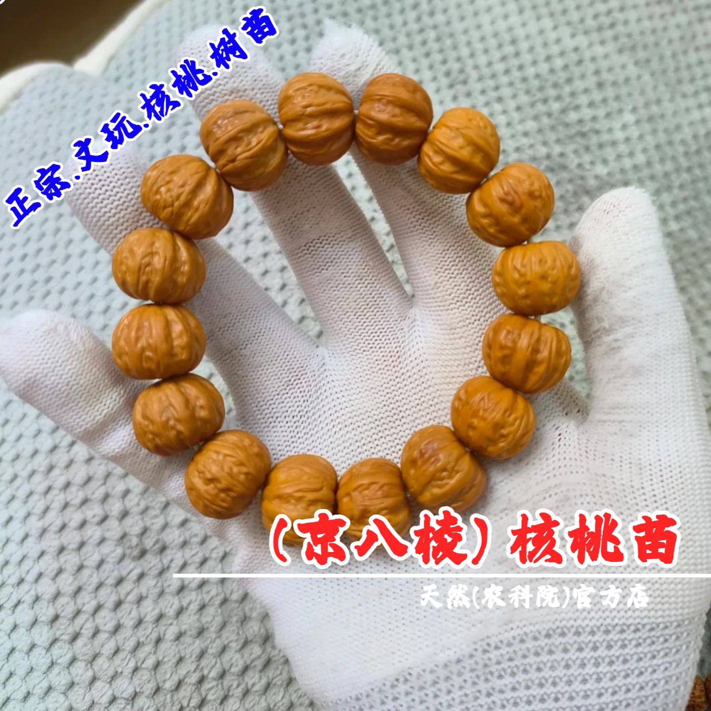 京八棱文玩猴头核桃树苗手串粗筋正圆小核桃苗盆栽地栽南北方种植