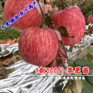 嫁接新2001苹果苗矮化盆栽庭院脆甜条纹红富士苹果树苗南北方种植