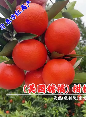 嫁接美国糖橘树苗盆栽地栽东方红桔苗柑橘蜜桔橘子树果苗当地结果