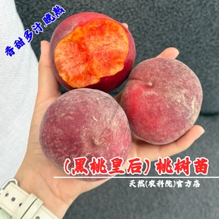 山东蒙阴黑桃王桃树苗水蜜桃树果苗晚熟蜜桃苗庭院盆栽南北方种植