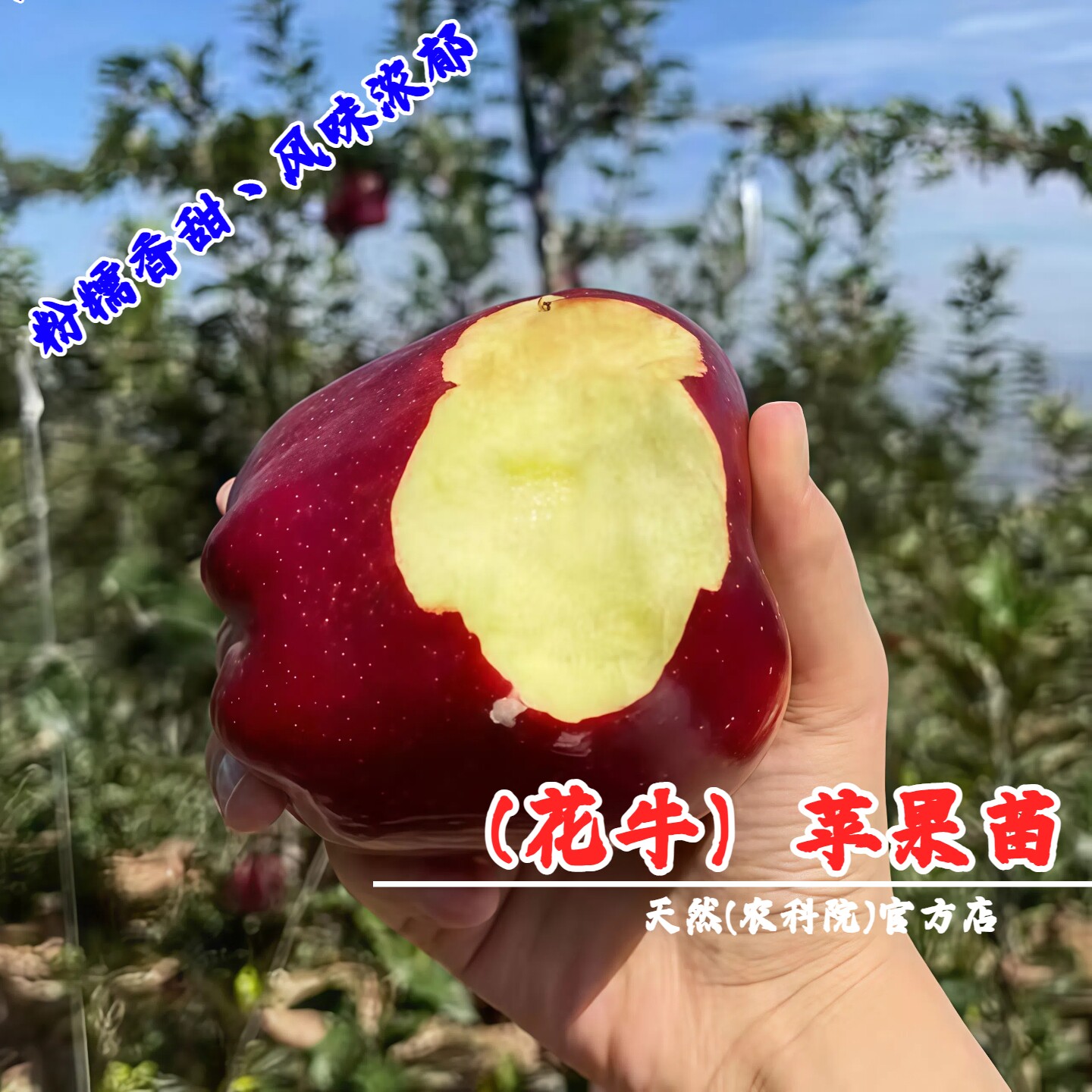 嫁接甘肃天水花牛苹果树苗盆栽庭院地栽蛇果粉面苹果苗南北方种植