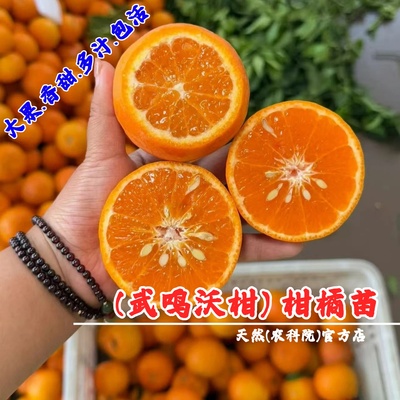 嫁接武鸣沃柑树苗盆栽地栽无籽柑橘甜柑桔苗橘子树果苗南北方种植