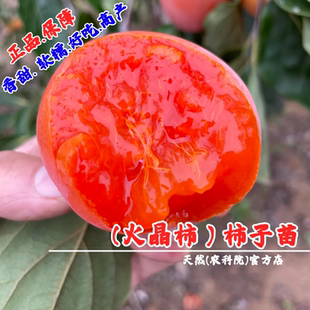 嫁接临潼火晶柿子树苗软柿树苗南方北方庭院种植地栽盆栽当年结果