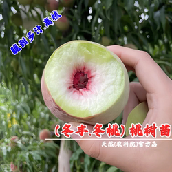 冬丰冬桃苗特晚熟11月新品种脆甜青州蜜桃树苗映霜红雪桃当年结果