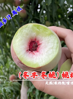 冬丰冬桃苗特晚熟11月新品种脆甜青州蜜桃树苗映霜红雪桃当年结果