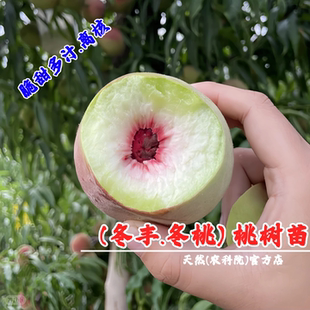 冬丰冬桃苗特晚熟11月新品种脆甜青州蜜桃树苗映霜红雪桃当年结果