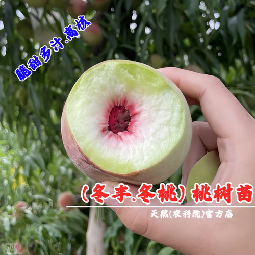 冬丰冬桃苗特晚熟11月新品种脆甜青州蜜桃树苗映霜红雪桃当年结果