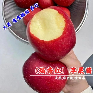 嫁接矮化瑞香红苹果树苗全红晚熟特大脆甜浓果25苹果苗南北方种植