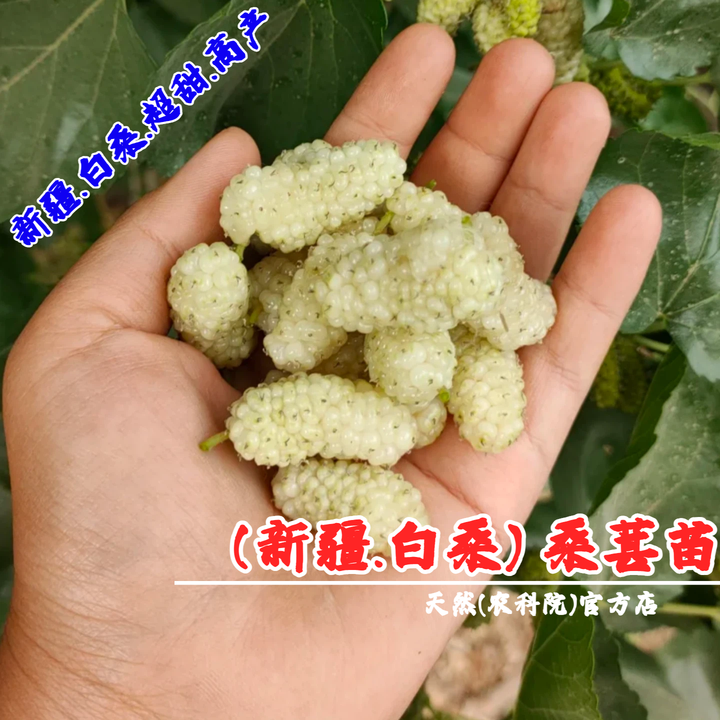 新疆白桑纯甜四季耐寒桑葚树苗盆栽庭院地栽抗冻果桑苗南北方种植