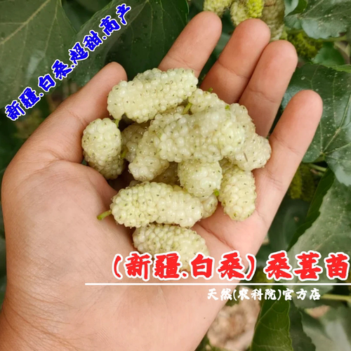 新疆白桑纯甜四季耐寒桑葚树苗盆栽庭院地栽抗冻果桑苗南北方种植