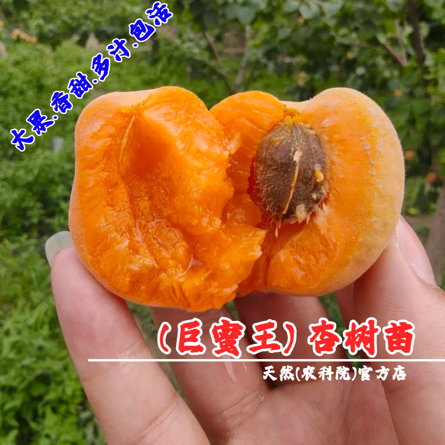 嫁接巨蜜王杏树苗嫁接特大黄杏苗果树苗杏子树南北方种植当年结果