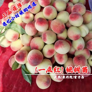 老品种四月半桃树苗极早熟一点红桃苗5月红甜桃子果苗南北方种植