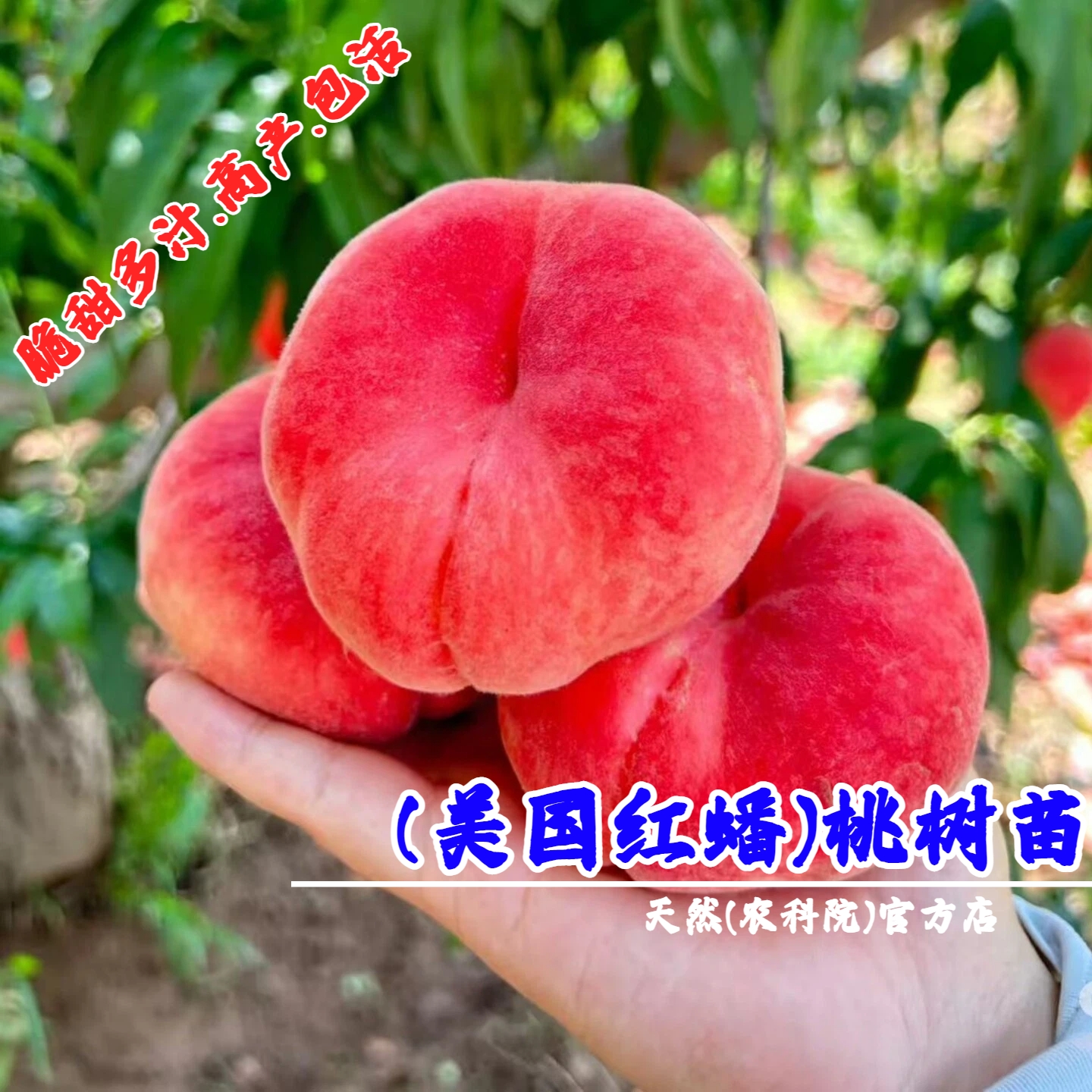 嫁接蟠桃树果苗特大脆甜多汁美国红蟠桃苗庭院盆栽地栽南北方种植