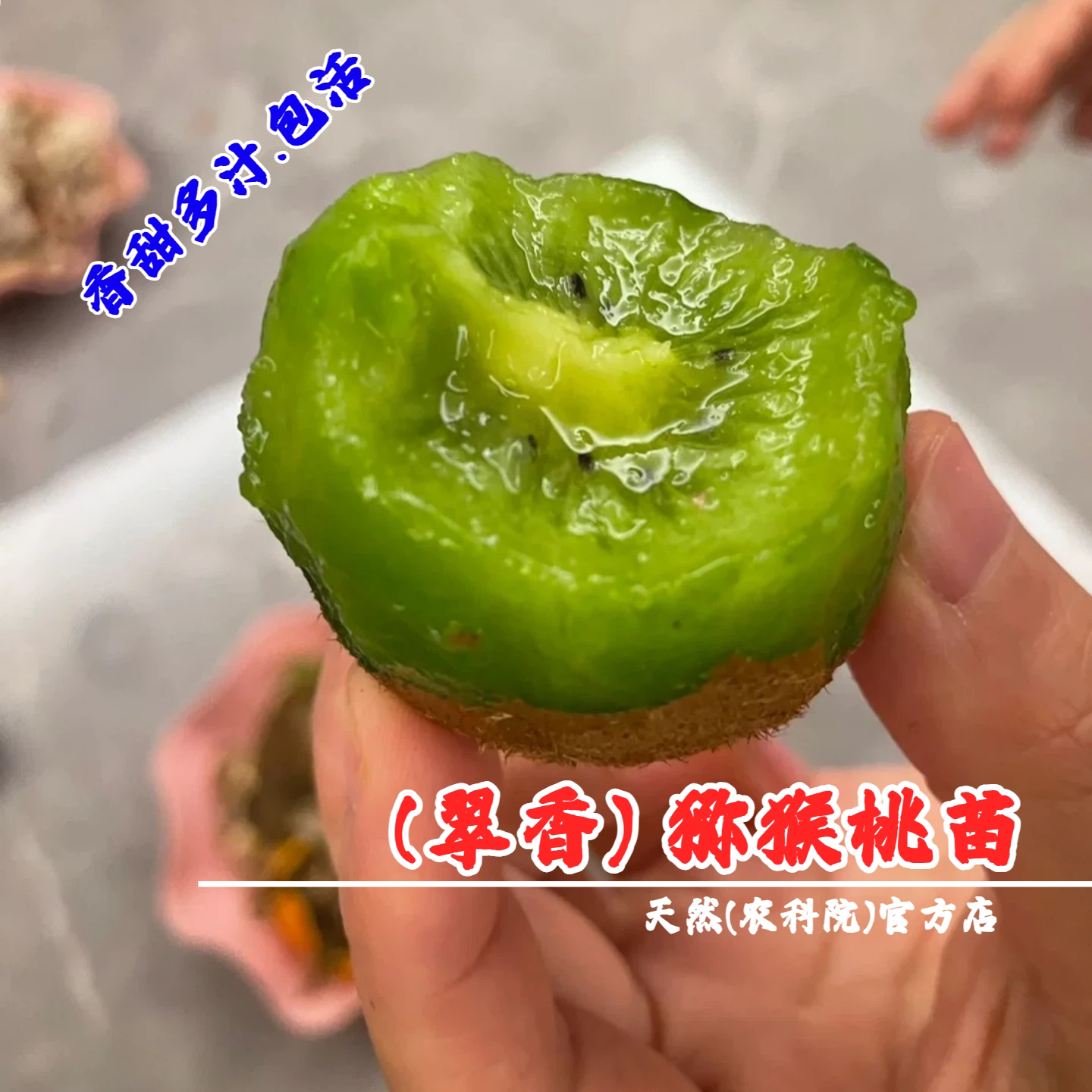 陕西周至翠香猕猴桃树果苗嫁接盆栽地栽奇异果树绿心徐香猕猴桃苗图片