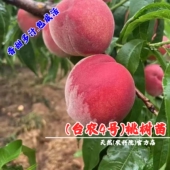 嫁接桃树果苗热带台农4号桃苗红玉水蜜桃树苗盆栽地栽南北方种植