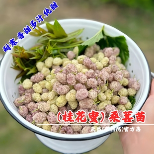 纯甜白桑苗桂花蜜桑葚树苗盆栽桑树地栽桑葚苗果桑树苖南北方种植