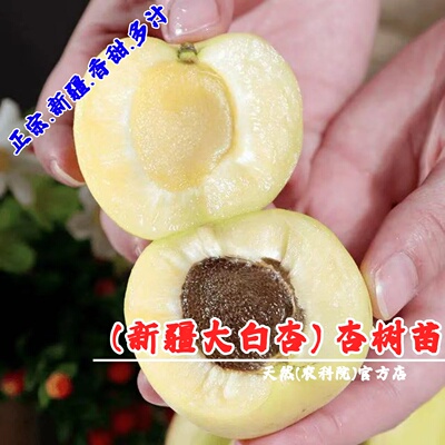 新疆大白杏树苗嫁接杏子果苗盆栽庭院地栽耐寒大白杏苗南北方种植