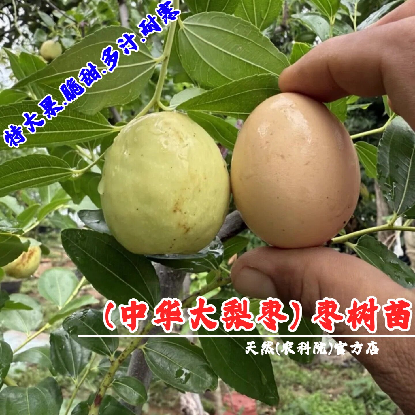 嫁接枣树活苗中华大梨枣树苗特大脆甜梨枣苗盆栽地栽南方北方种植