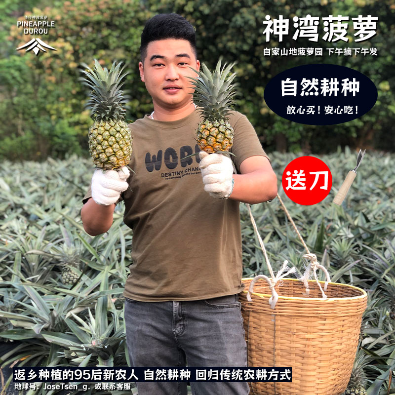 广东正宗神湾菠萝5斤新鲜水果免泡盐水非凤梨特大果中山产地发货 水产肉类/新鲜蔬果/熟食 菠萝 原图主图