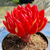 红茶多肉植物新品 美观室内阳台好养精品趣味盆栽绿植花卉种好组合