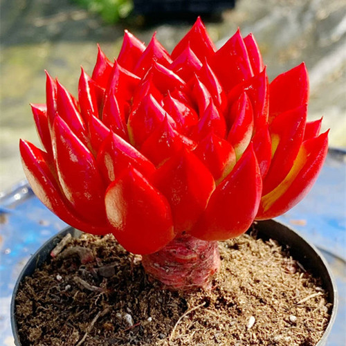 红茶多肉植物新品美观室内阳台好养精品趣味盆栽绿植花卉种好组合