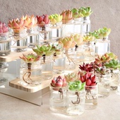 水培多肉带瓶植物大颗精品绿植花卉盆栽窗台绿化迷你可爱懒人袖 珍