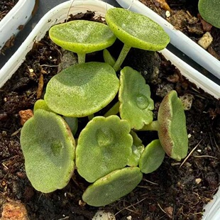 玉杯叶球酒杯多肉雨伞肚脐景天稀有盆栽青锁龙进口块根植物