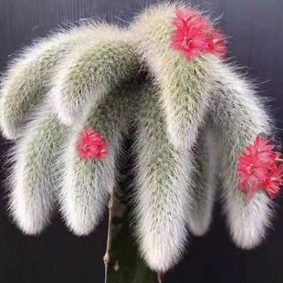 【基地促销】九尾狐带花苞多肉长毛不扎手尾巴新手室内办公室盆栽