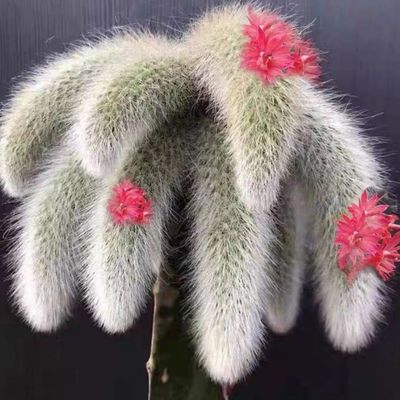 【基地促销】九尾狐带花苞多肉长毛不扎手尾巴新手室内办公室盆栽