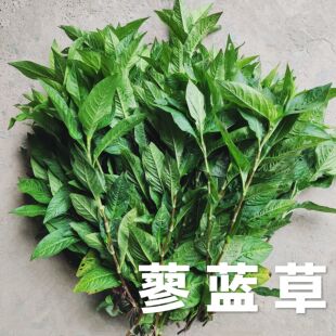 蓼蓝草鲜叶染 diy生叶染真丝用 蓝染植物 蓼蓝种子蓝草种植