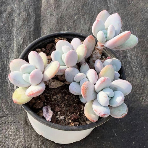 雪美人多肉植物盆栽花卉绿植盆景室内阳台办公室高颜值含盆土