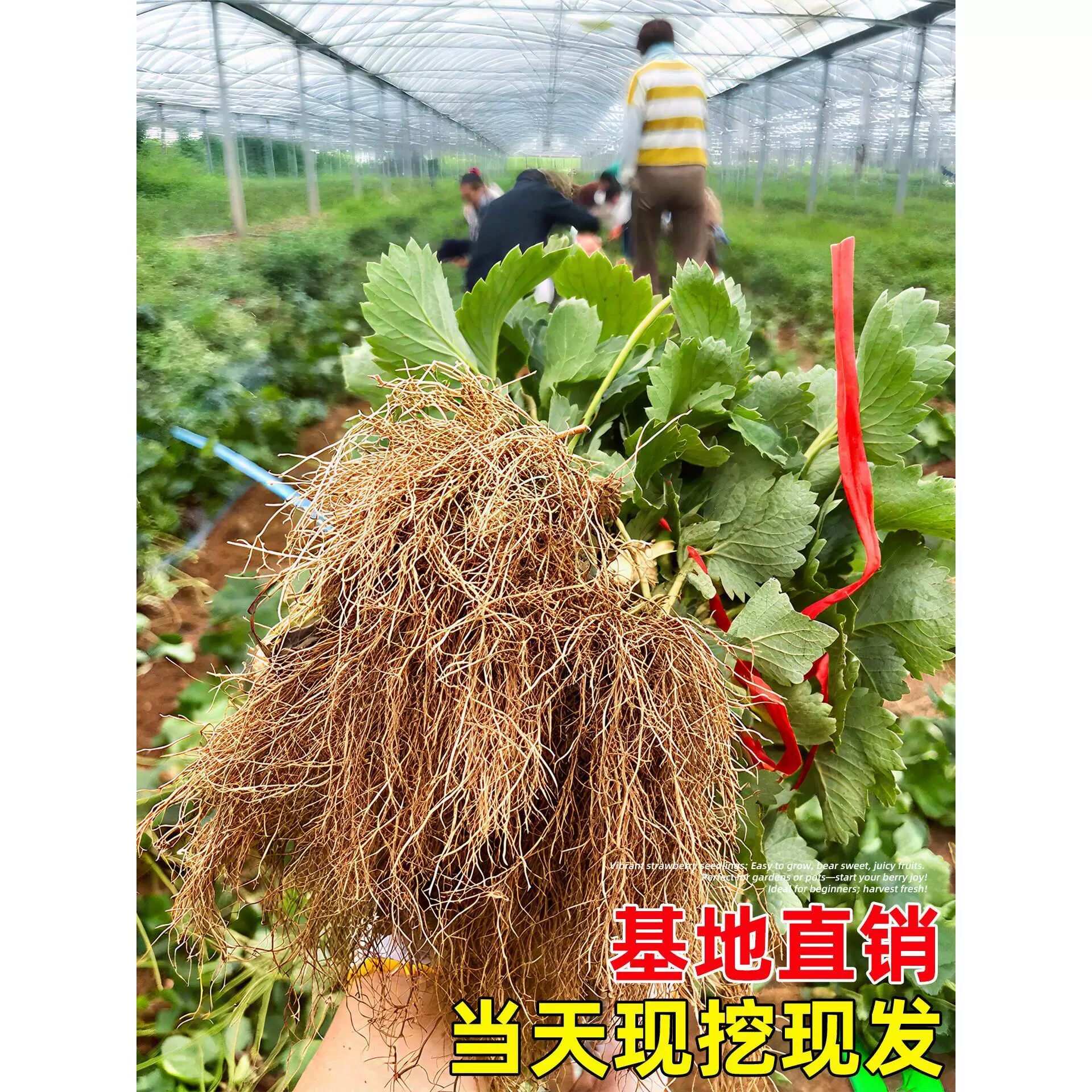 四季草莓苗奶油红颜草莓秧大棚种植草莓盆栽当年结果新苗现挖果苗