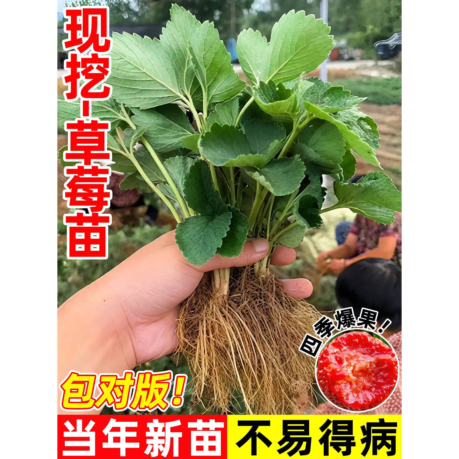 四季草莓苗奶油红颜草莓秧大棚种植草莓盆栽当年结果新苗现挖果苗
