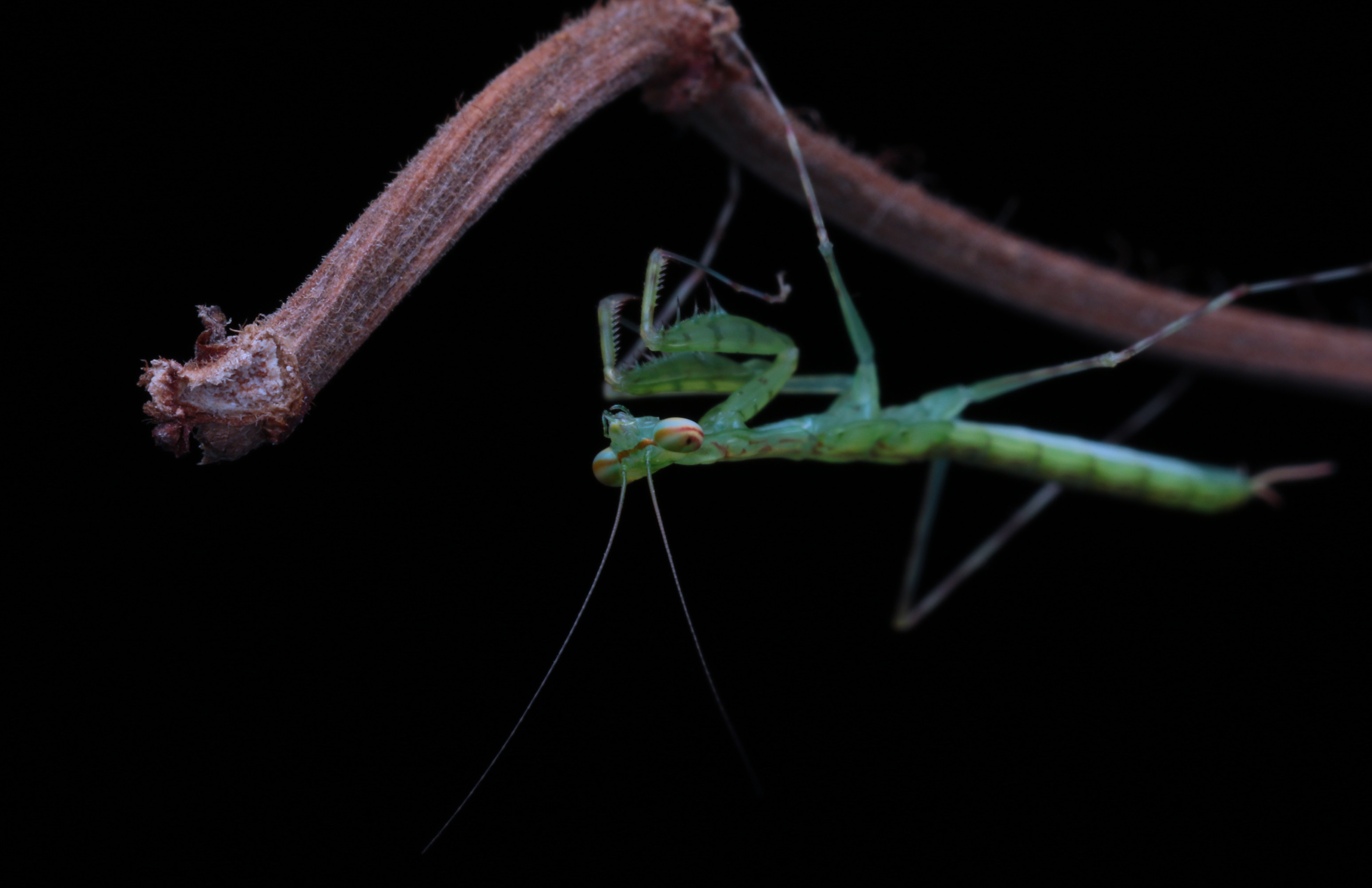 森林野人 二班彩螳 螳螂 昆虫 活体昆虫 宠物昆虫