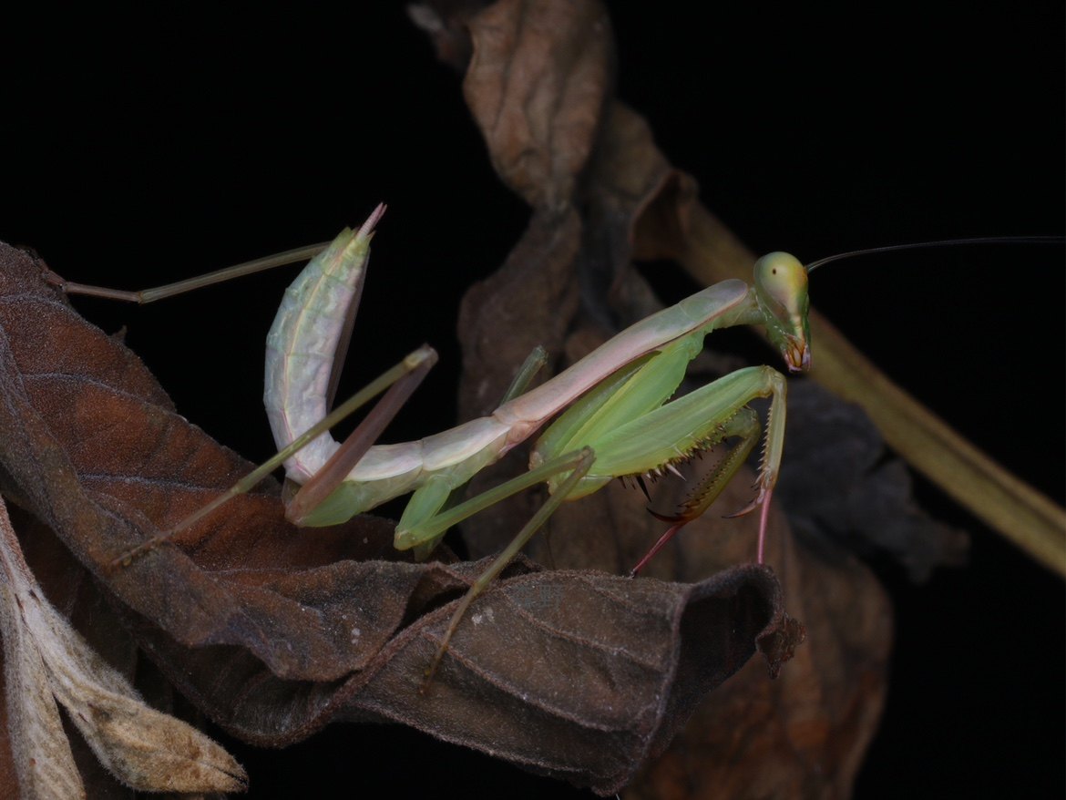 森林野人 勐腊巨斧螳,台斧 巨型斧螳 幼体螳螂
