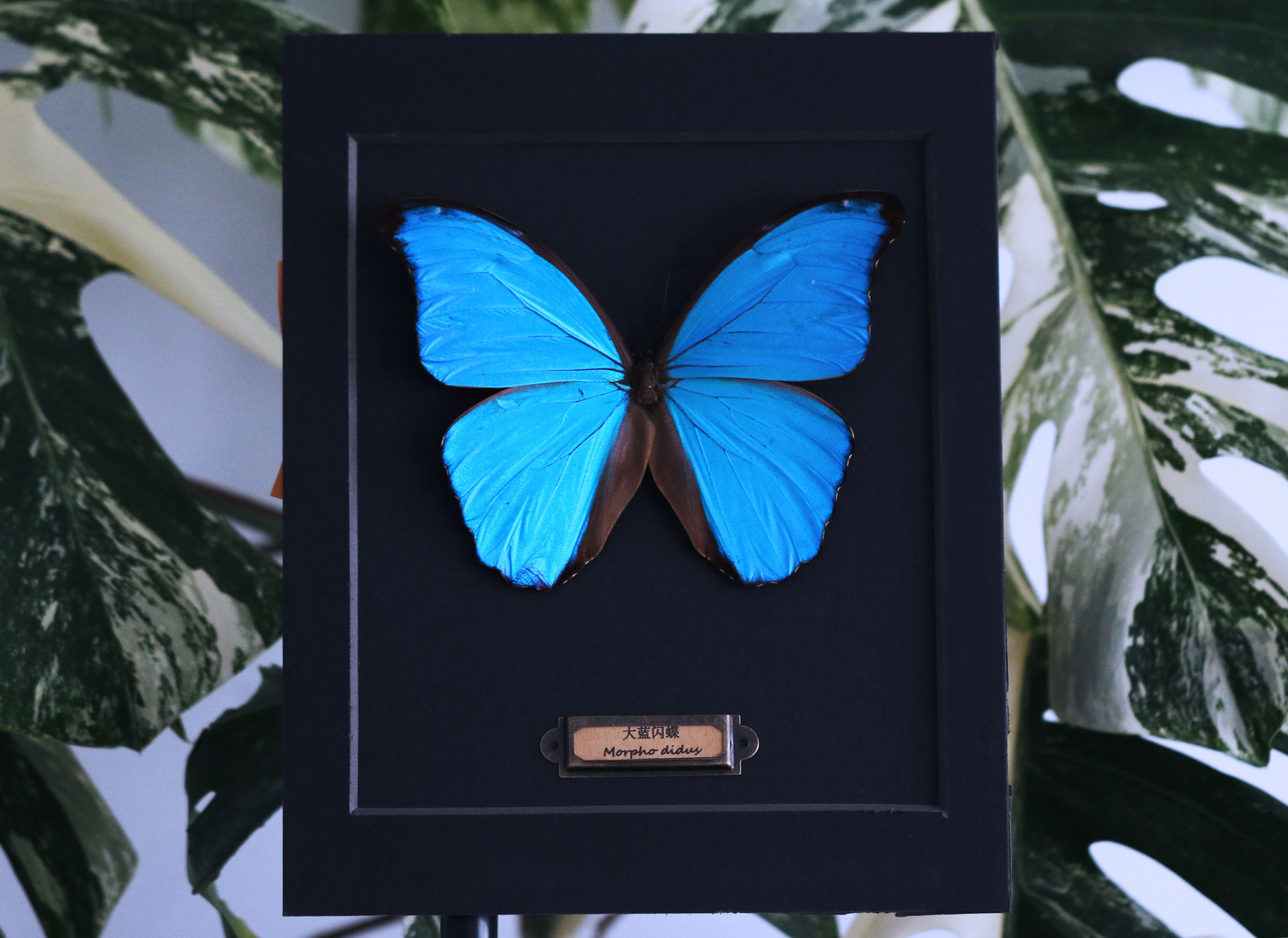 这货哪来的 森林野人 蓝闪蝶标本 昆虫标本