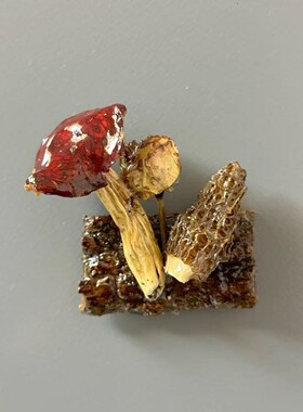 云南蘑菇菌真植物diy森系冰箱帖标本伴手礼家居墙面装饰品
