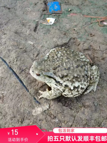 【顺丰速发】活体海蟾蜍蛤士蟆养殖药材