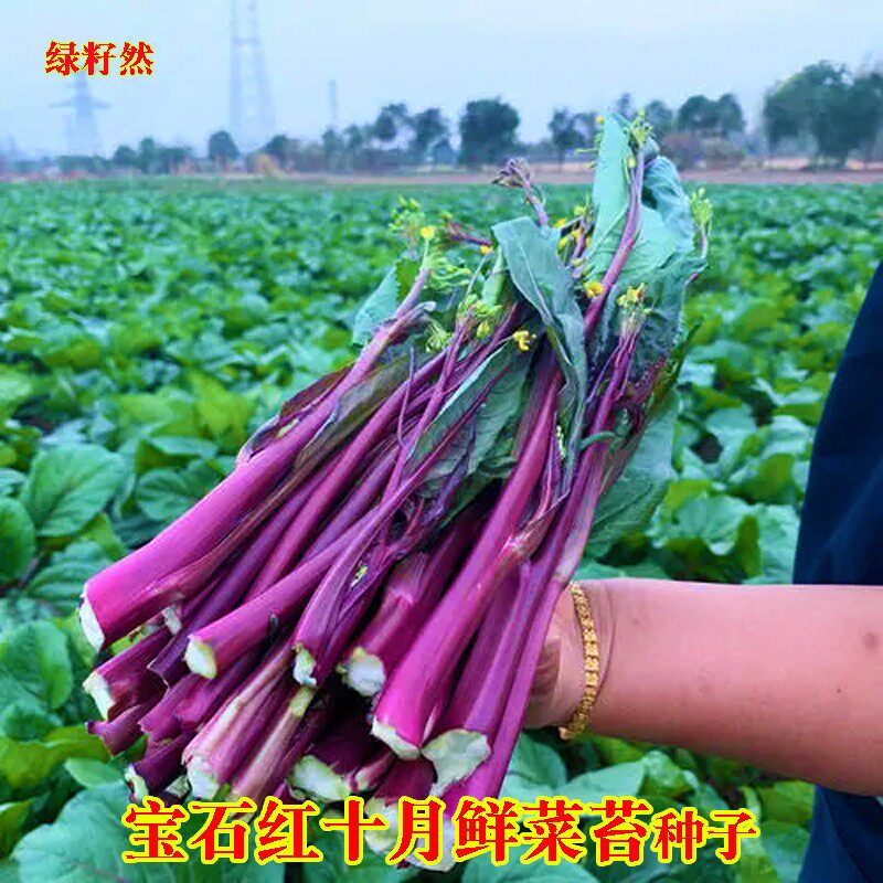 蔬菜种子四季阳台盆栽红菜苔