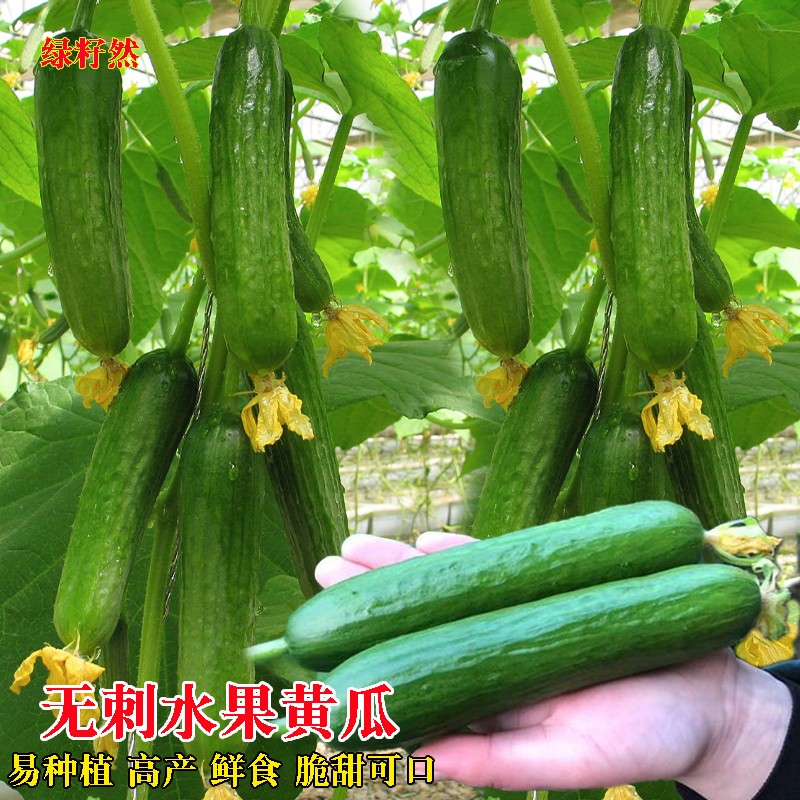 蔬菜水果阳台荷兰进口高产白瓜图片