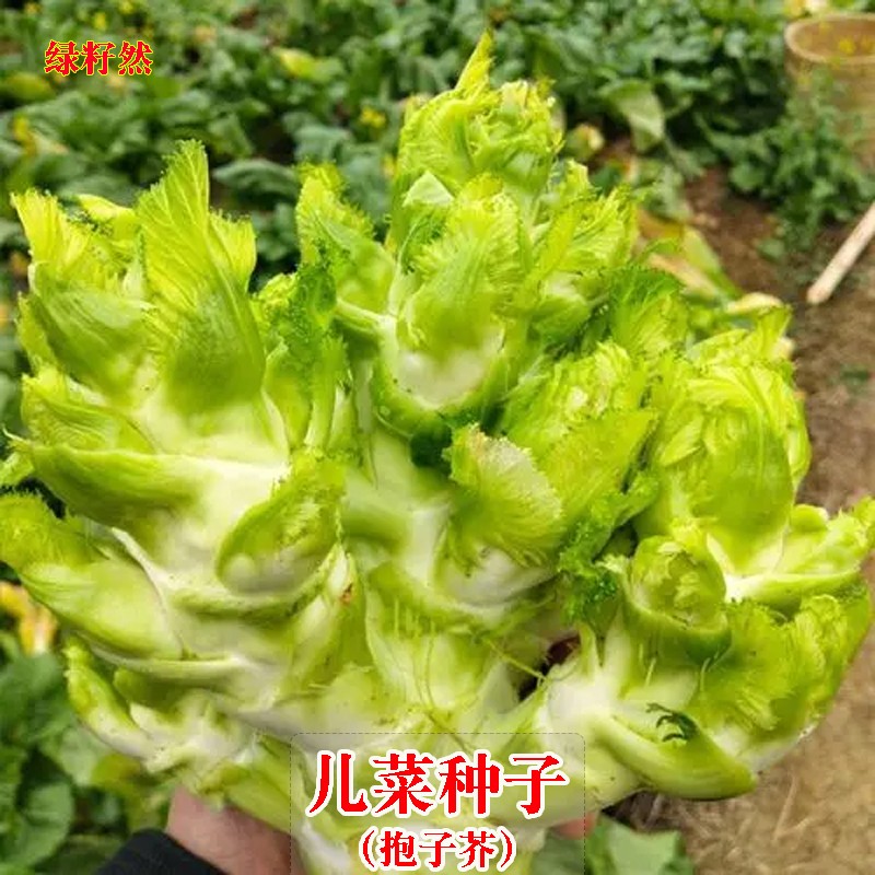 四川儿菜种子四季播宝宝菜娃娃菜抱子芥菜秋播蔬菜籽早熟农家种籽