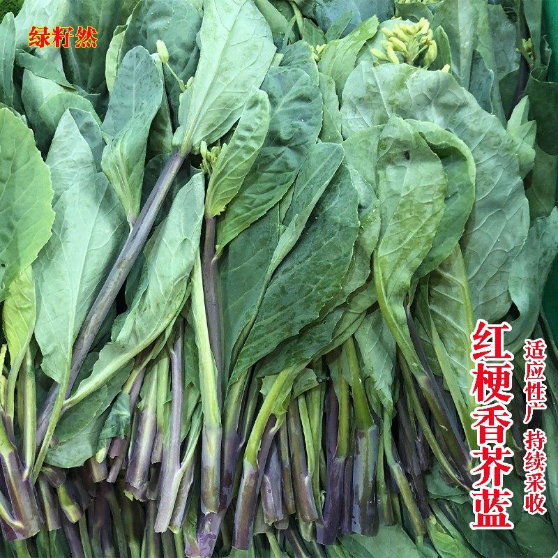 红梗香芥蓝种籽芥兰菜种子花芥兰蔬菜种子秋季播农家庭院田园种子_虎窝淘