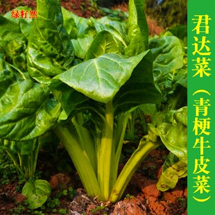 君达菜青梗牛皮菜种子大叶厚合菜饭迟唛猪食菜种籽春秋季播蔬菜孑