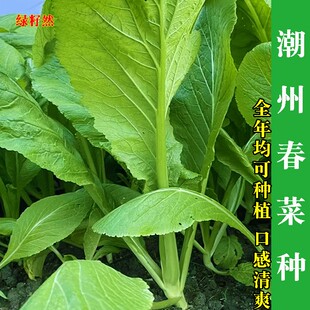 潮州春菜四季甜春菜种子小白菜种籽香芥菜耐寒热菜园盆栽蔬菜种籽