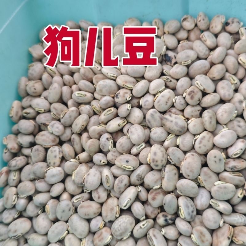 狗儿豆米猫豆山区种植狗爪豆龙爪豆虎爪豆天然新鲜豆米