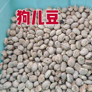 狗儿豆米猫豆山区种植狗爪豆龙爪豆虎爪豆天然新鲜豆米