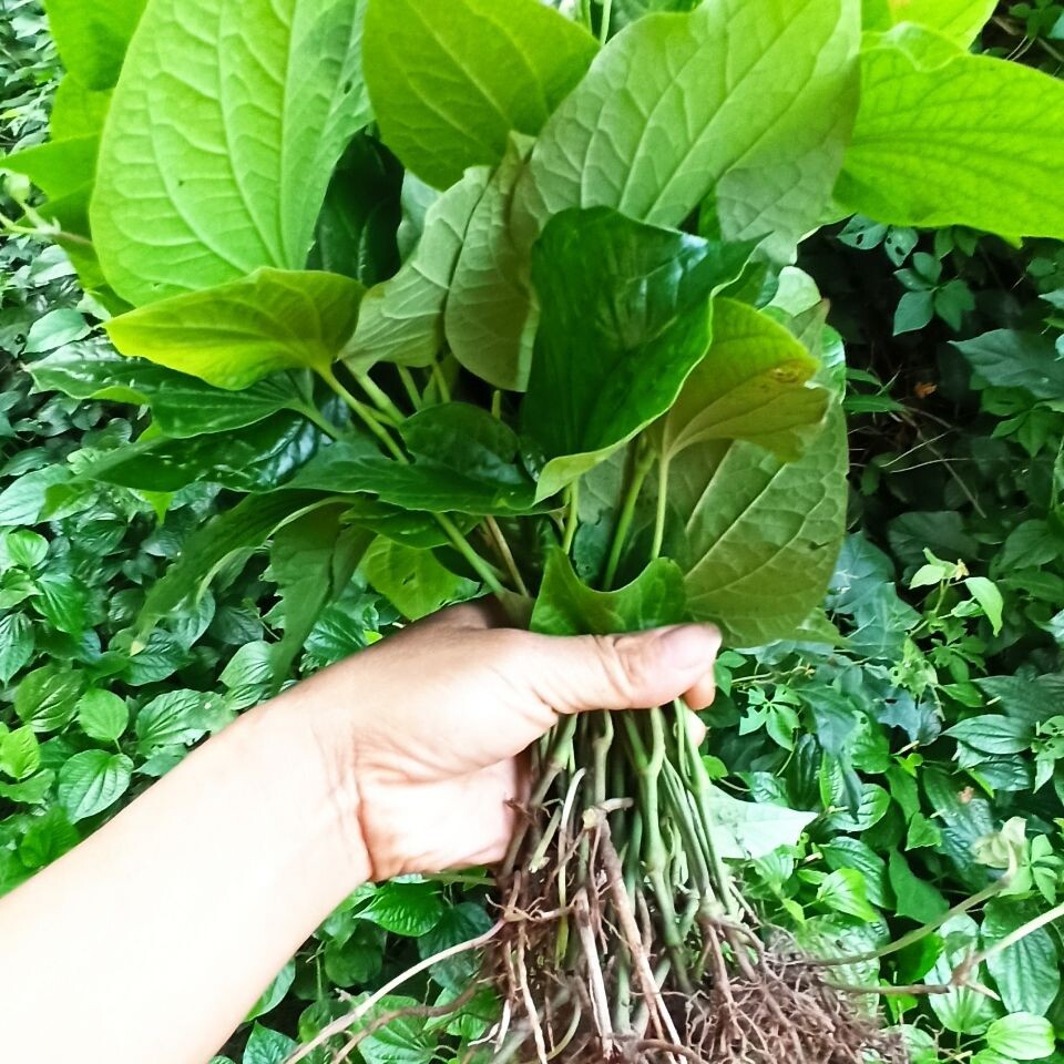 新鲜野生假蒌叶苗蛤蒌叶苗带根青蒌叶急捞叶蒌叶娄菜野菜_虎窝淘