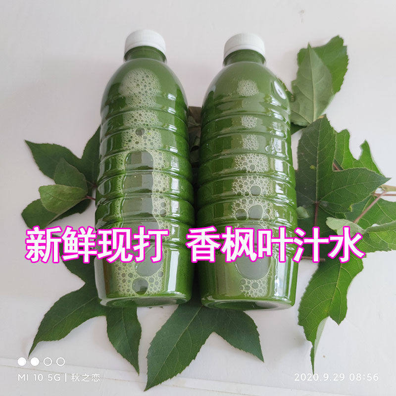 新鲜枫叶汁 南烛叶汁 乌米饭汁乌米树叶汁黑米叶汁非即食