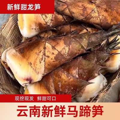 云南新鲜马蹄笋龙笋甜竹笋现挖现发可生吃甜笋当季鲜嫩火锅食材